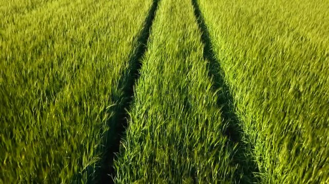 Smart agrotech drone monitoring video flying above a German grain field using aerial surveillance for crop protection and wildlife rescue missions before heavy harvesting technology works