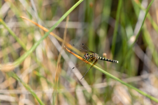 06638-00109. Elfin Skimmer (Nannothemis bella) female Bluff Spring Fen Cook Co.  IL