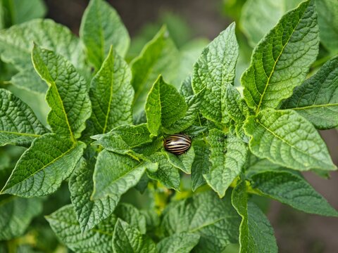 Striped colorado beetle on a potato bush close up