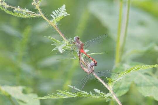 06652-00715 Blue-faced Meadowhawk (Sympetrum ambiguum) male & female copulating Marion Co. IL