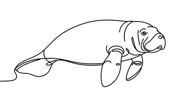 Manatee line art illustration white background.