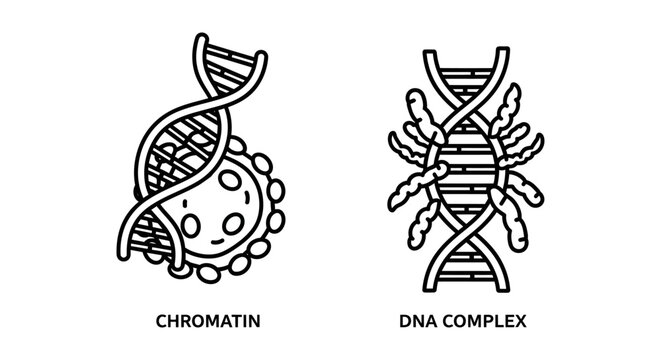 Educational scientific icons representing chromatin and DNA complex structures with chromatin genetics molecule structure biotechnology research scientific laboratory microbiology