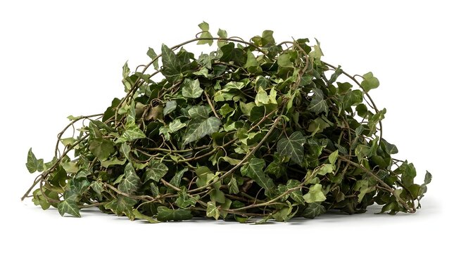 Massive tangled pile of green ivy vines resting on a clean white surface portraying an overgrown natural aesthetic for ecological background textures