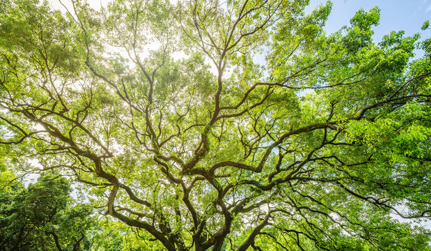 Beautiful Black Olive Tree &ndash; Green Foliage Background Asset