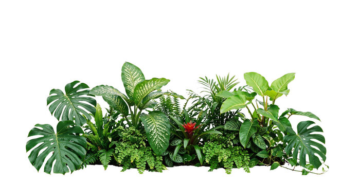 Tropical garden on a transparent background	