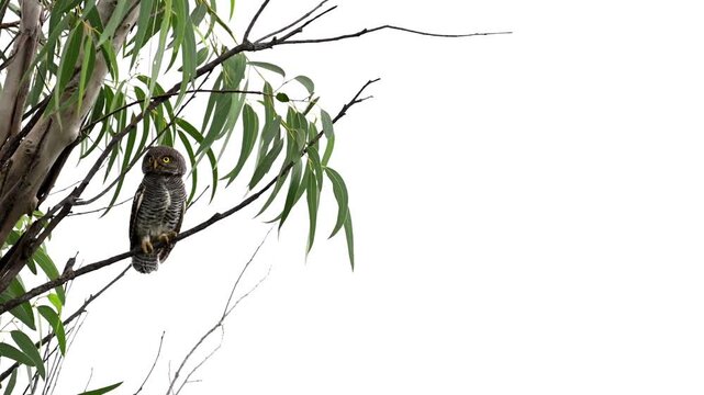 A tiny Jungle Owlet perched comfortably on a slender tree branch with watching all sides. Set against a softly blurred, vibrant green foliage.