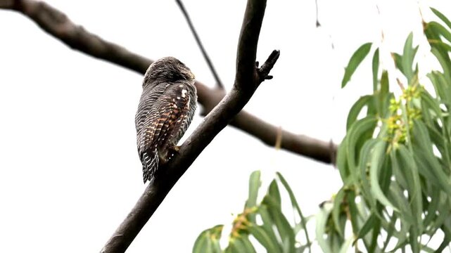 A tiny Jungle Owlet perched comfortably on a slender tree branch with watching all sides. Set against a softly blurred, vibrant green foliage.
