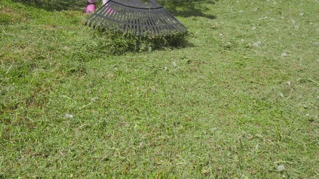 Raking freshly cut green grass on lawn close up, A child rakes the grass clippings in the yard