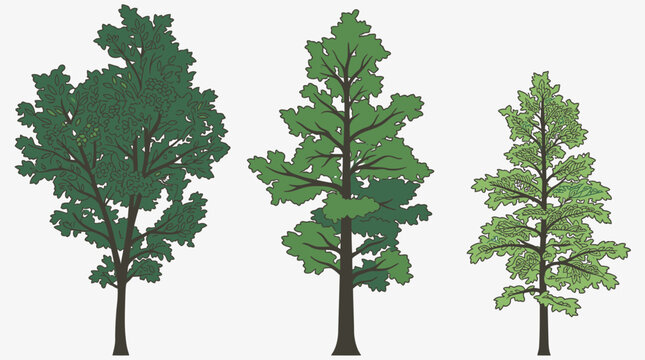 Eine Sammlung von drei verschiedenen stilisierten Baumillustrationen mit detailliertem Blattwerk und braunen St&auml;mmen auf einem neutralen, hellen Hintergrund f&uuml;r grafische Designs.