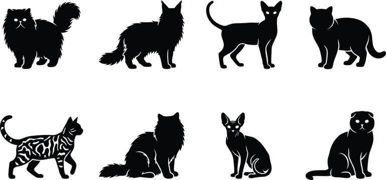 Cat breeds black silhouette icon set featuring persian maine coon siamese bengal and scottish fold