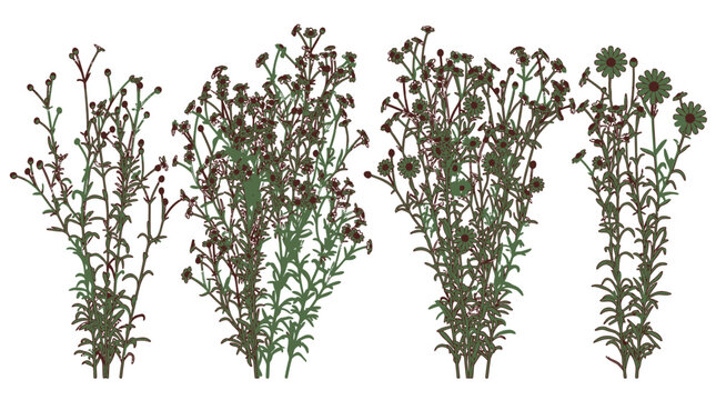 Ensemble de quatre bouquets de fleurs sauvages s&eacute;ch&eacute;es isol&eacute;s sur fond blanc, parfaits pour des compositions florales naturelles, du design graphique ou des projets de d&eacute;coration botanique.