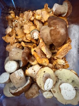 Wild mushrooms with Russula virescens ,Boletus edulis and Cantharellus cibarius 