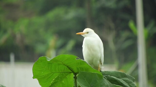 A cattle egret (*Bubulcus ibis*) with pristine white plumage and a distinctive yellow beak. The bird appears to be perched calmly on a large green leaf amidst a lush natural setting.