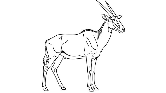 Oryx antelope line drawing white background.