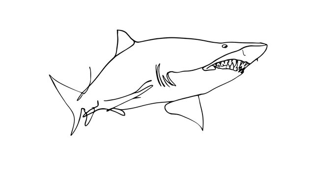 Simple shark line drawing on white background.