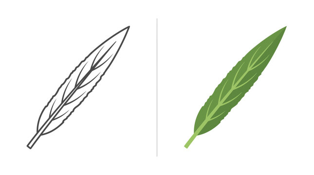 A side by side comparison of a hand drawn sketch and a colored illustration of a long narrow leaf.