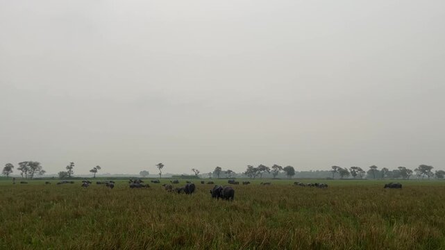 Herd of buffaloes on the village farmland