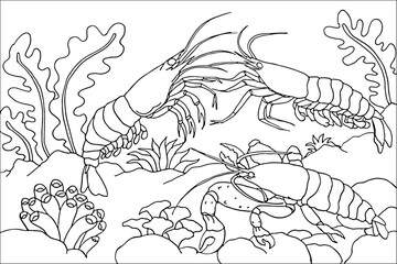 Obraz premium Hand Drawn Three Shrimp Interaction Underwater Line Art Illustration