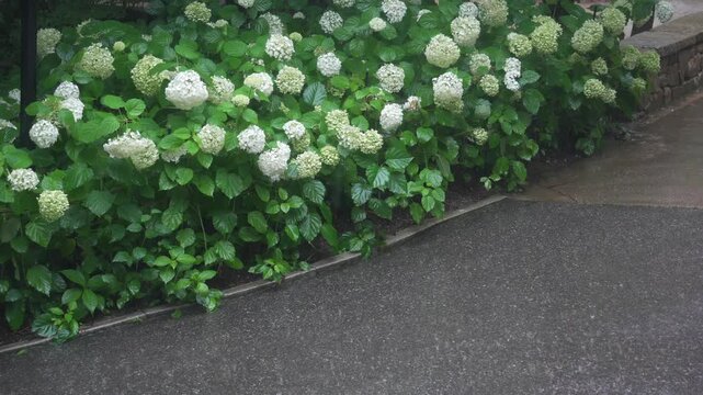 Lush White Hydrangea Bushes Blooming Along a Wet Asphalt Road in the Rain
(비 오는 날 젖은 아스팔트 길가에 싱그럽게 피어난 하얀 수국 군락)