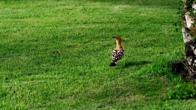 Striped hoopoe walks on a green meadow