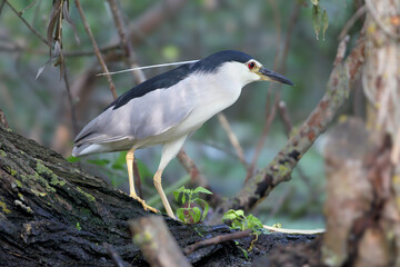 Fototapeta premium Black-crowned Night Heron [Nycticorax nycticorax] with white nape plumes perched on a log, profile view.