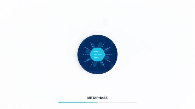 Mitosis Stages Animation showing Interphase and Metaphase