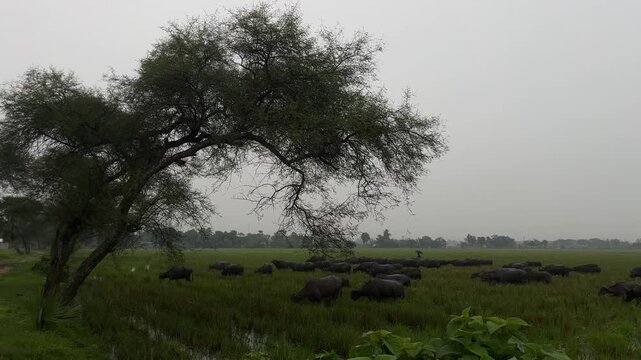 Herd of buffaloes on the village farmland
