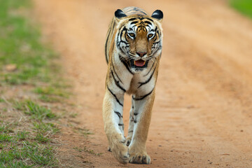 tiger in the wild © chirag