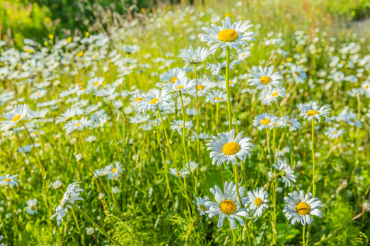 Bl&uuml;hende Margeritenwiese im Sommer