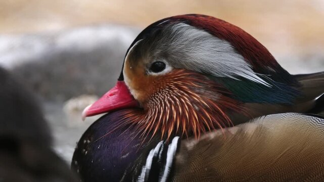 Close-Up Portrait Of A Pair Of Mandarin Ducks Swimming In A Pond