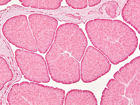 Original image of Periodic Acid-Schiff (PAS) staining in normal hepatocytes, showing characteristic pink cytoplasmic glycogen and natural histological contrast; normal liver tissue.