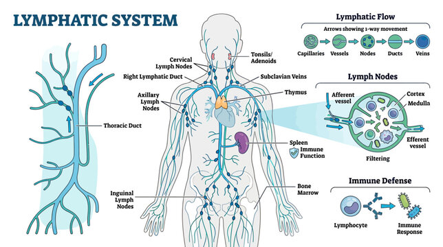Human Lymphatic System Anatomy Diagram, Lymph Nodes, Immune Defense, Lymphatic Flow