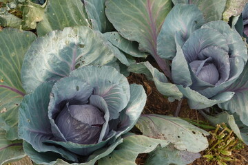 Fototapeta premium Red cabbage growing in garden, showing vibrant leaves and healthy organic produce for fresh food consumption