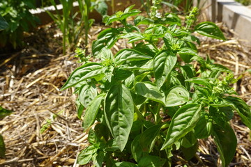 Fototapeta premium Fresh green basil plant cultivating naturally in an organic home garden bed, growing healthy for culinary use