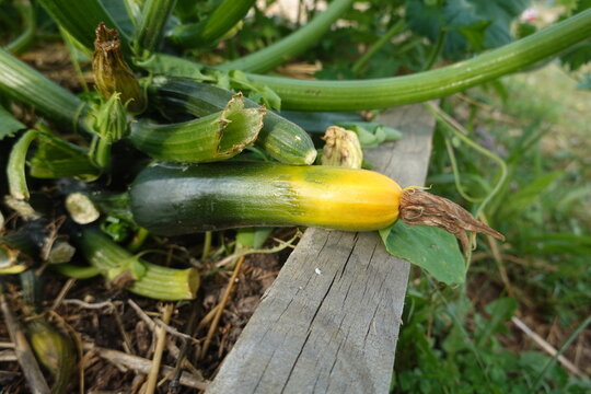Zucchini vegetable growing with a fading flower and other young zucchini on a plant, fresh organic produce in a garden