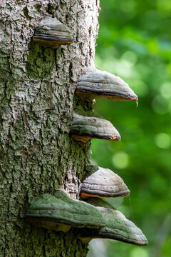 Tinder fungus growing on tree trunk in forest