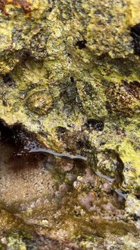 Small crab moving through a rocky tidal pool on the Atlantic coast, surrounded by natural coastal rocks and shallow seawater.