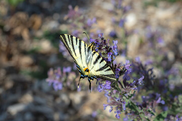 A Scarce Swallowtail butterfly (Iphiclides podalirius) resting on purple wildflowers in spring, with its distinctive striped wings fully spread against a softly blurred natural background. © Andy Jenner 