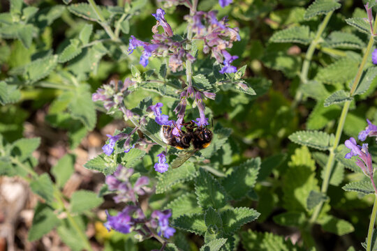 A bumblebee collecting nectar from catmint flowers (Nepeta &times; faassenii) in a sunny garden, surrounded by purple blooms and green foliage, illustrating the important role of pollinating insects in natu
