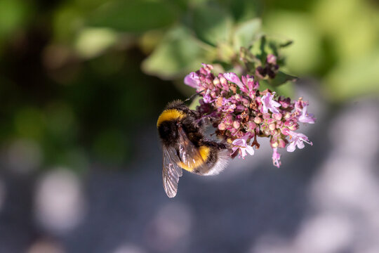 A bumblebee collecting nectar from pink oregano flowers (Origanum vulgare) in summer, photographed in natural sunlight with a softly blurred background highlighting the important role of pollinating i
