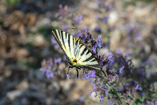 A Scarce Swallowtail butterfly (Iphiclides podalirius) resting on purple wildflowers in spring, with its distinctive striped wings fully spread against a softly blurred natural background.