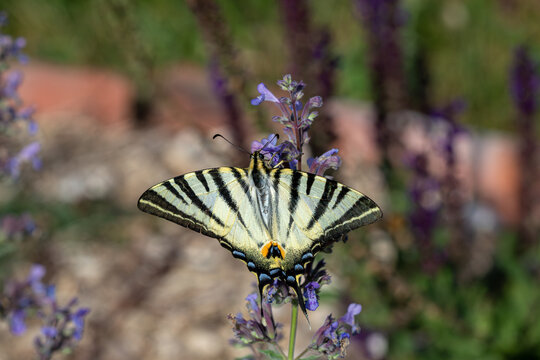 A Scarce Swallowtail butterfly (Iphiclides podalirius) resting on purple wildflowers in spring, with its distinctive striped wings fully spread against a softly blurred natural background.