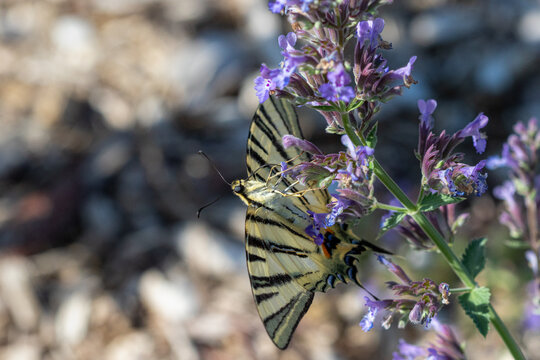 A Scarce Swallowtail butterfly (Iphiclides podalirius) resting on purple wildflowers in spring, with its distinctive striped wings fully spread against a softly blurred natural background.
