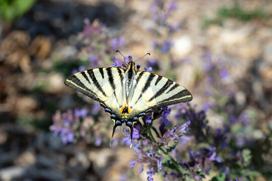 A Scarce Swallowtail butterfly (Iphiclides podalirius) resting on purple wildflowers in spring, with its distinctive striped wings fully spread against a softly blurred natural background.