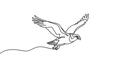 Fototapeta premium Osprey bird flying drawing white background.