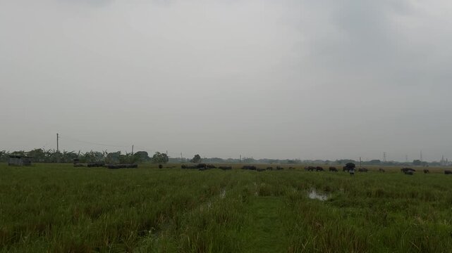 Herd of buffaloes on the village farmland