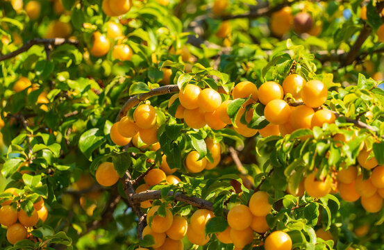 Close-up of ripe yellow cherry plums hanging from leafy branches in bright summer sunlight