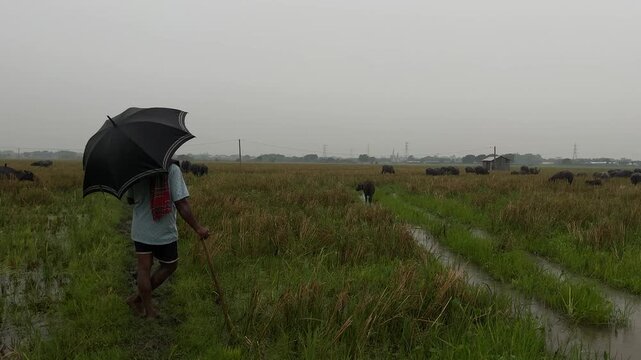 Herd of buffaloes on the village farmland