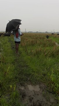 Herd of buffaloes on the village farmland