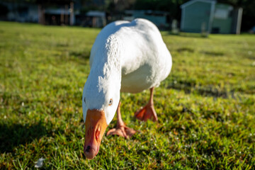 cute curious goose on a farm portrait  © David